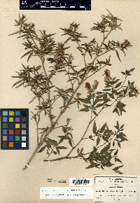 Monochaetum calcaratum image