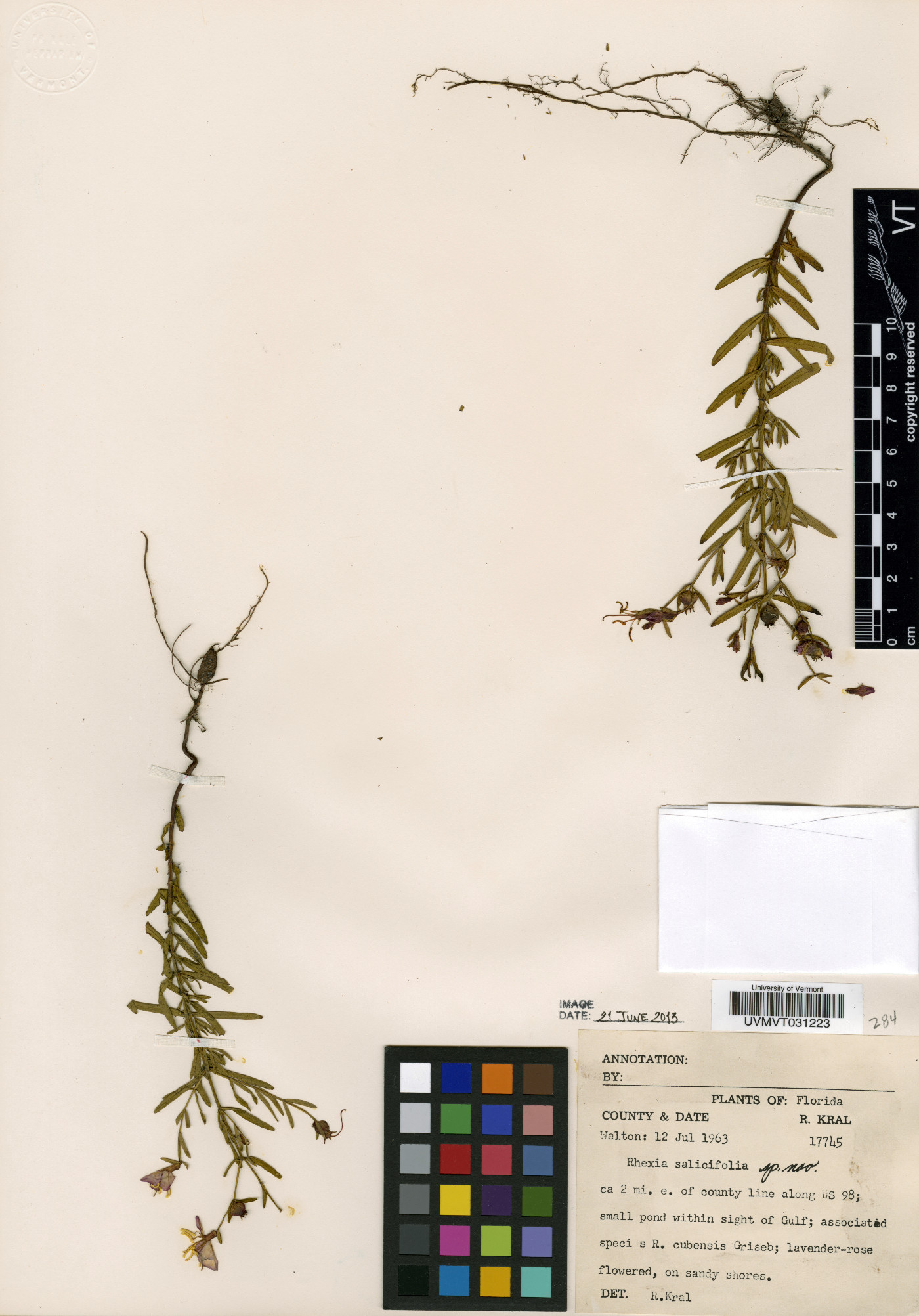Rhexia salicifolia image