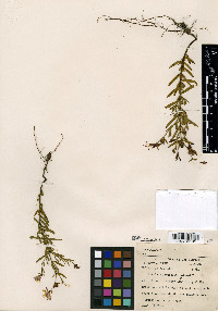 Rhexia salicifolia image