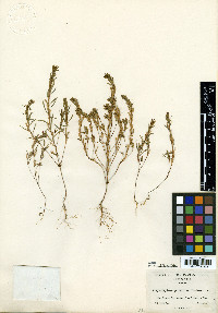Gayophytum pumilum image