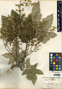 Oreopanax jaliscana image