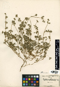 Bowlesia incana image