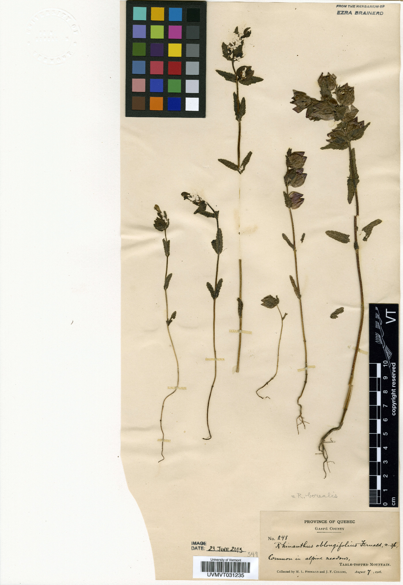 Rhinanthus groenlandicus image