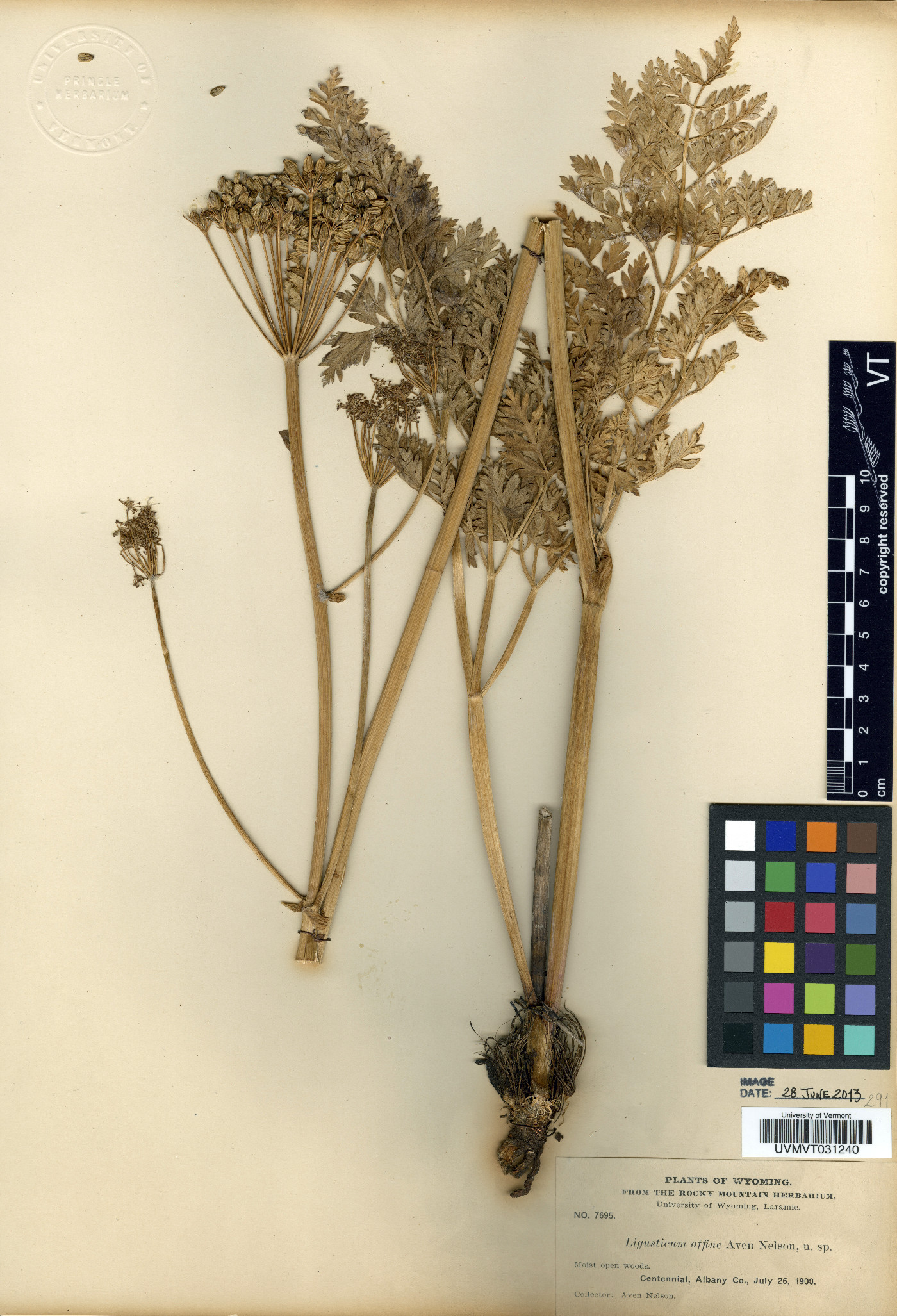 Ligusticum affine image