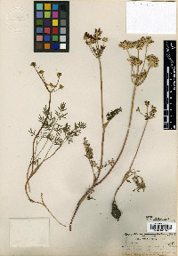 Lomatium cous image