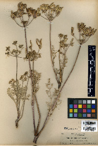 Cogswellia flava image