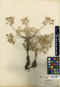 Cogswellia flava image