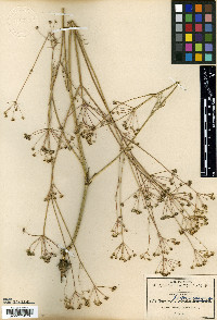 Donnellsmithia tuberosa image
