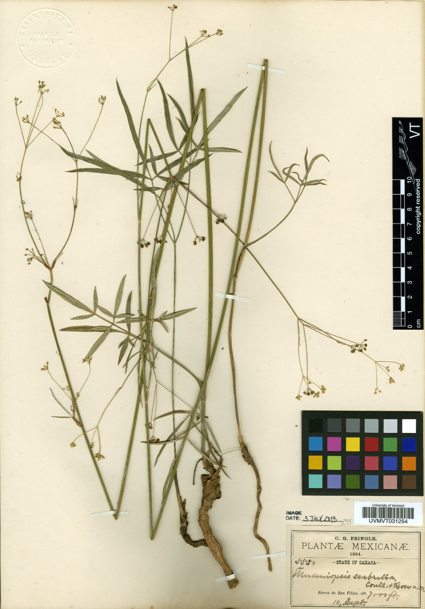 Donnellsmithia guatemalensis image
