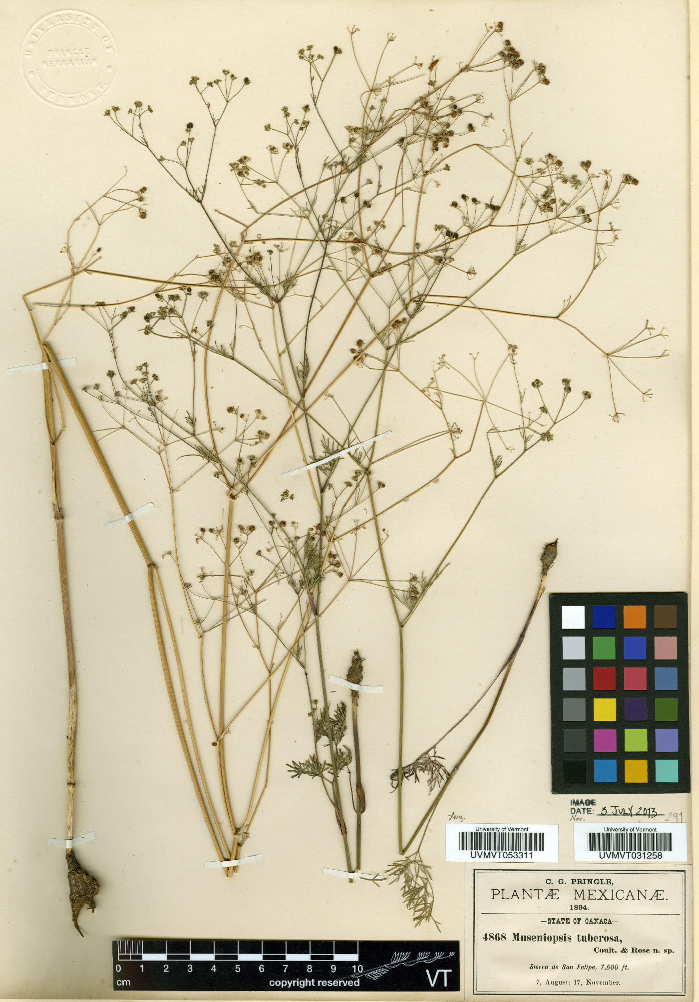 Donnellsmithia tuberosa image