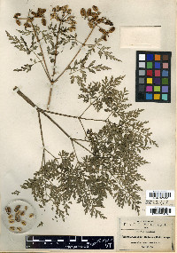 Prionosciadium madrense image