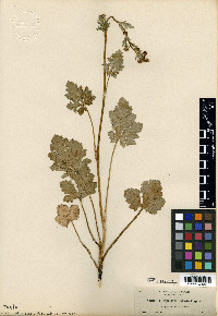 Sanicula tripartita image