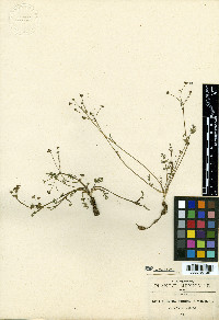 Tauschia humilis image