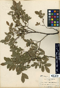 Vaccinium nubigenum image