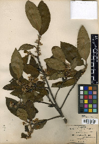 Symplocos pringlei image