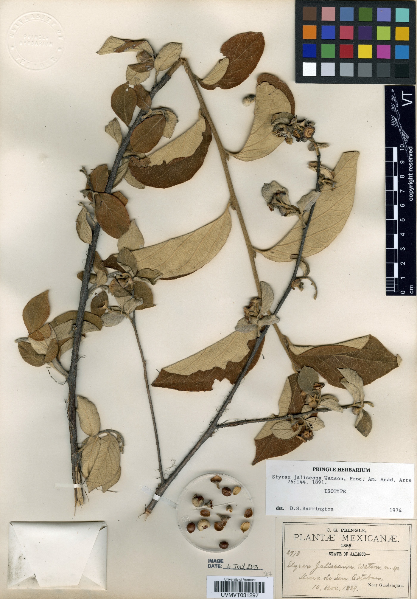 Styrax jaliscana image