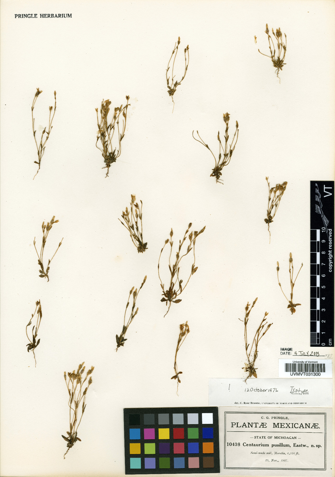 Zeltnera pusilla image
