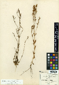 Zeltnera stricta image