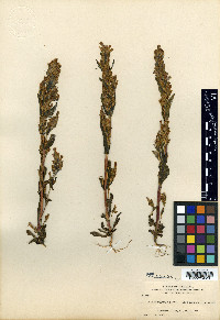 Gentianella amarella image