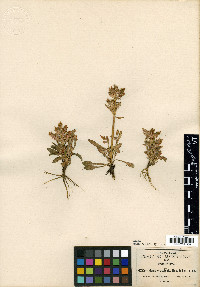 Halenia crassiuscula image