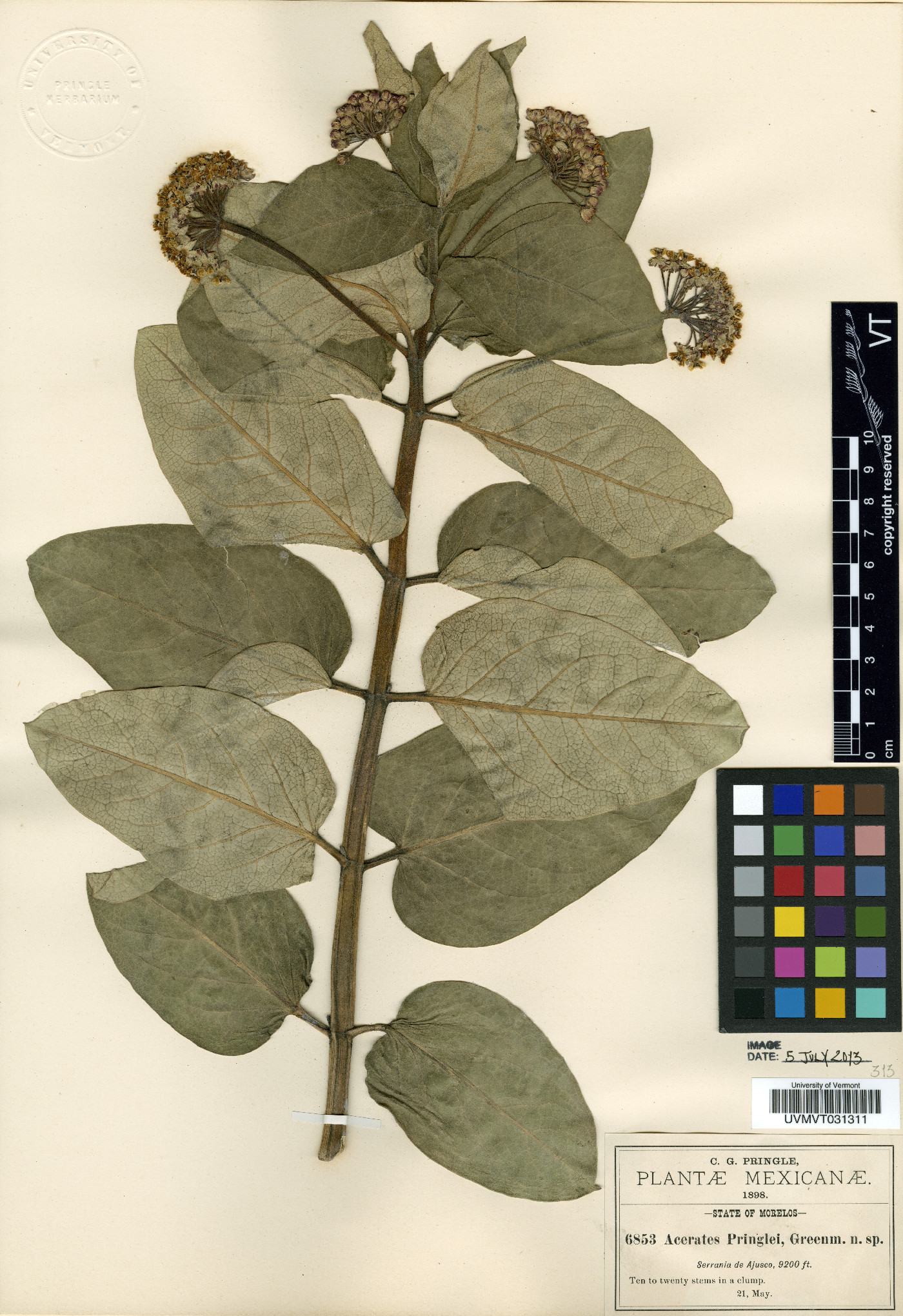 Acerates pringlei image