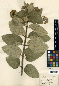 Acerates pringlei image