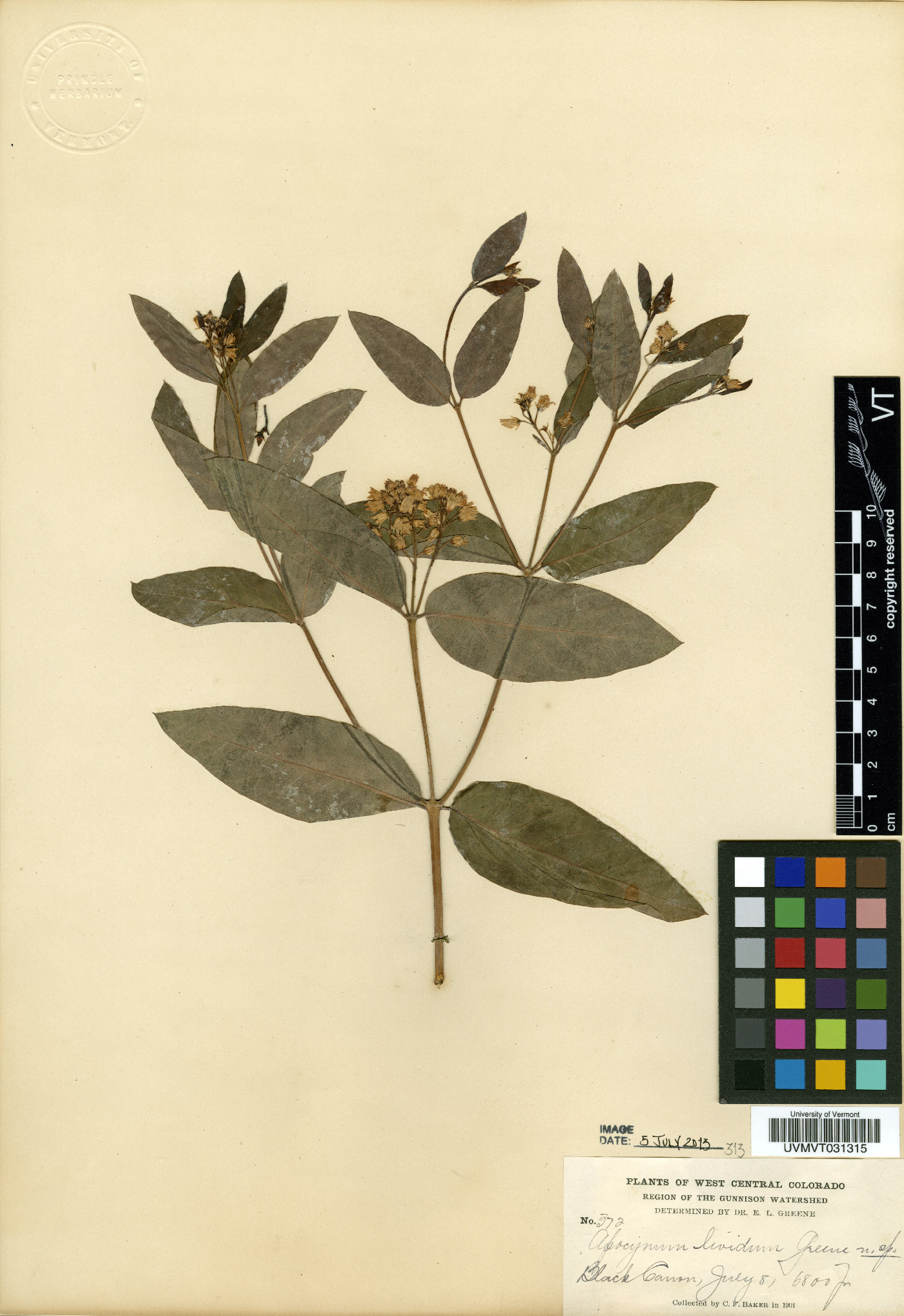 Apocynum lividum image