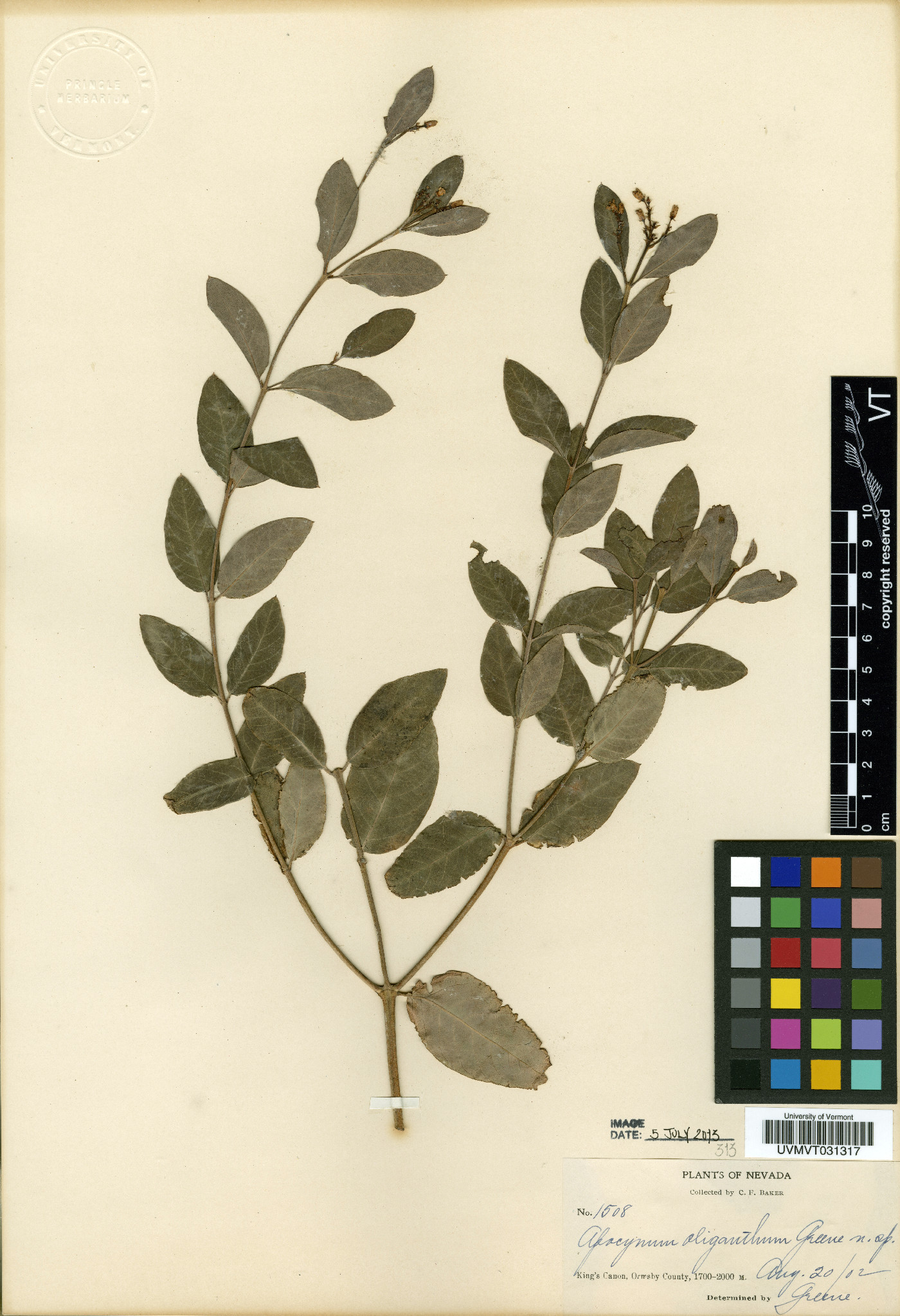 Apocynum oliganthum image