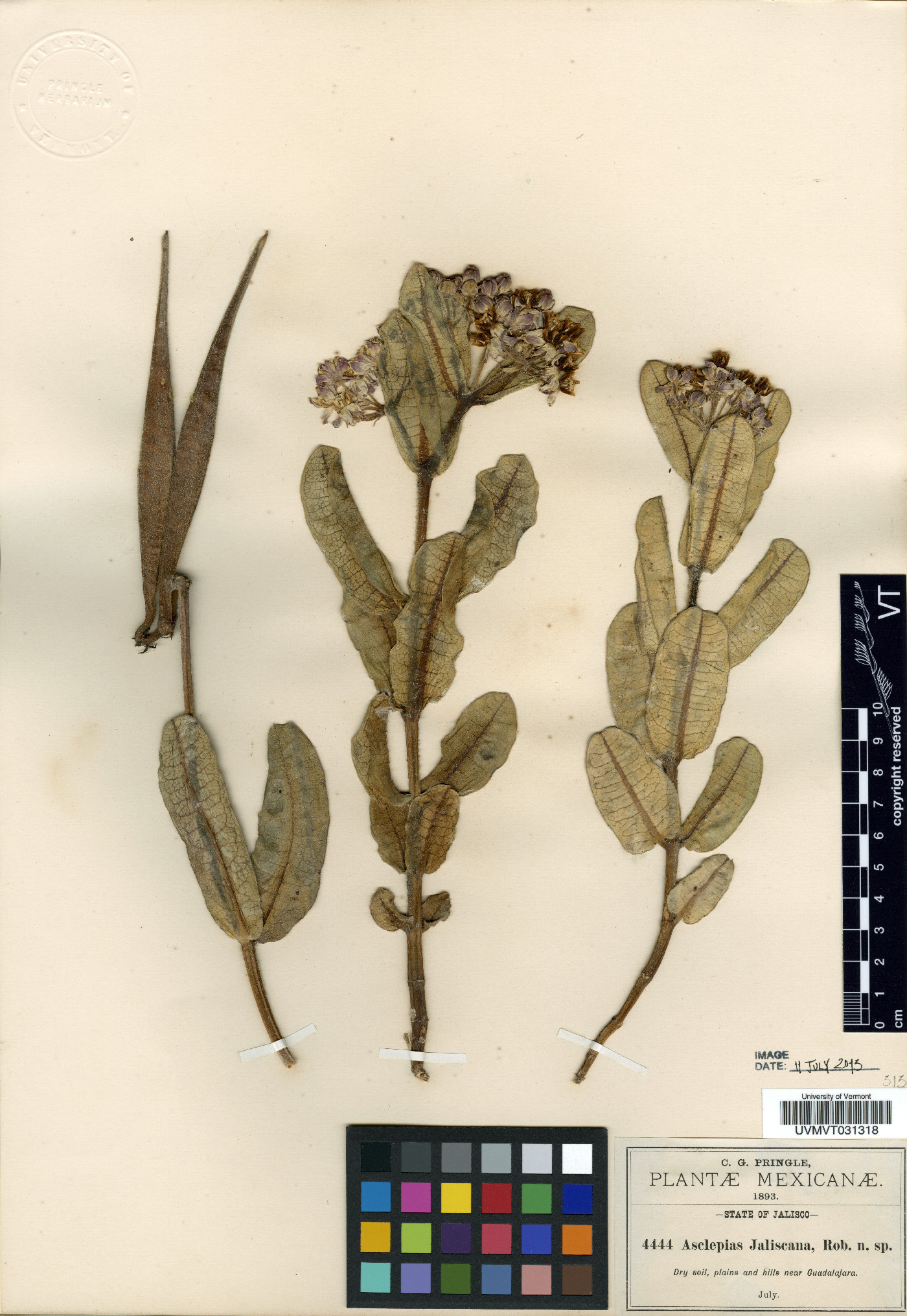 Asclepias jaliscana image