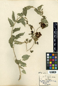 Matelea calcicola image
