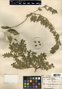 Gonolobus chihuahuensis image