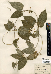 Gonolobus chrysanthus image