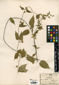 Gonolobus chrysanthus image
