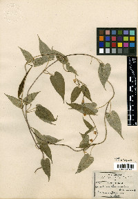 Gonolobus chrysanthus image
