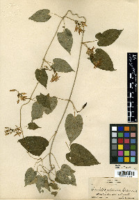 Matelea petiolaris image
