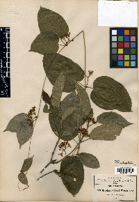 Marsdenia pringlei image