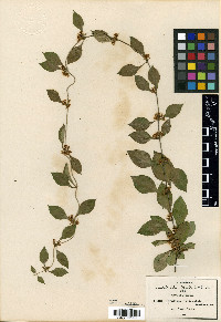 Marsdenia trivirgulata image