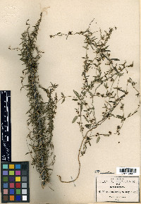 Cynanchum pringlei image