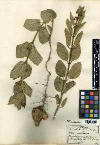 Pherotrichis leptogenia image