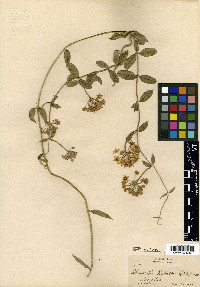 Philibertia palmeri image