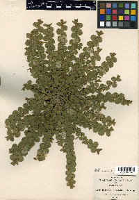 Evolvulus prostratus image