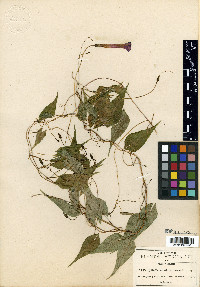 Ipomoea caudata image