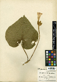 Ipomoea igualensis image