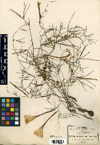Ipomoea leptosiphon image