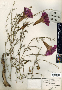 Ipomoea pringlei image