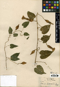 Operculina rhodocalyx image
