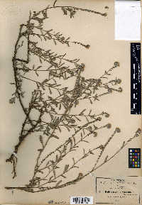 Heliotropium mexicanum image