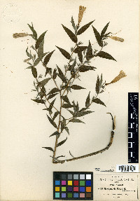 Macromeria pringlei image