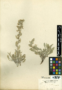 Oreocarya nitida image