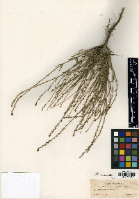 Verbena perennis image